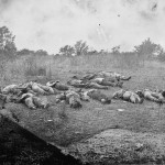 Rows of Confederate dead have been positioned at the edge of the Rose woods (July 5, 1863, Timothy H. O'Sullivan, photographer; Library of Congress)