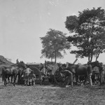 Blacksmiths, including African Americans, shoeing horses at headquarters, Army of the Potomac (Alexander Gardner, photographer, September 1862; Library of Congress) 